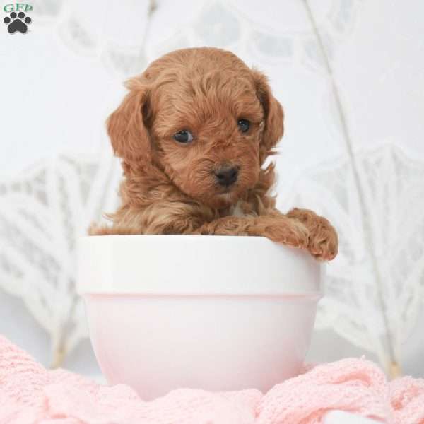 Macy, Toy Poodle Puppy
